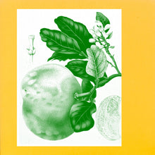 Load image into Gallery viewer, SUNNY BALM - “Eucalypt” LP