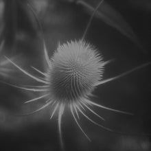 Load image into Gallery viewer, SSABAE - "Azurescens" LP