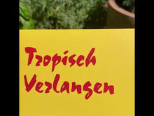 Load and play video in Gallery viewer, CYBE - "Tropisch Verlangen" LP