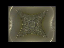 Load and play video in Gallery viewer, DAN CROSS - "Shopping" CS