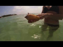 Load and play video in Gallery viewer, JOVONTAES - "Paranoia Makes A Crazy Gift" LP