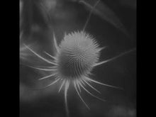 Load and play video in Gallery viewer, SSABAE - "Azurescens" LP